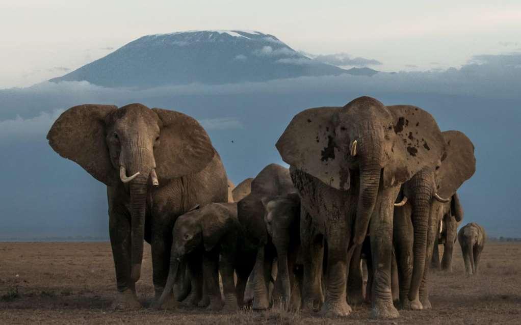 Amboseli Serena Safari Lodge Udogodnienia zdjęcie