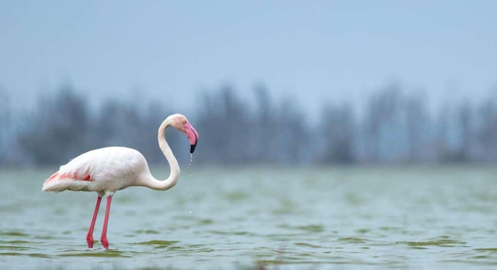 Amboseli Serena Safari Lodge Udogodnienia zdjęcie